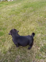 Ebony, a female Pug for sale in Luray, VA – Photo 6 of 8