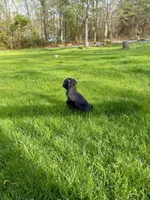 Ebony-ON HOLD, a female Pug for sale in Luray, VA – Photo 10 of 10