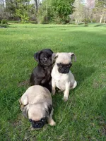 Ebony-ON HOLD, a female Pug for sale in Luray, VA – Photo 9 of 10