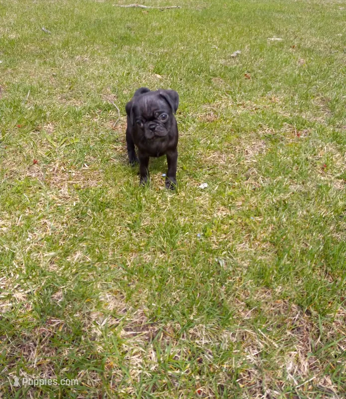 Ebony – Pug puppy for sale in Luray, VA
