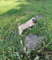 Baxter, a male Pug for sale in Luray, VA – 7 of 9