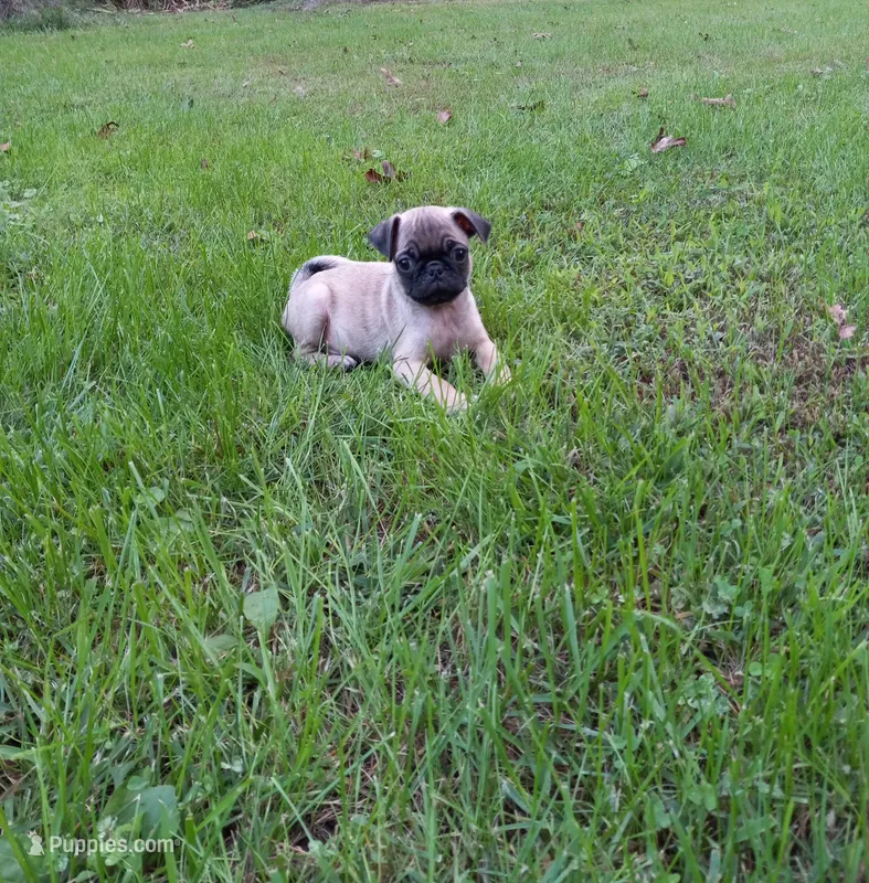 Ranger – Pug puppy for sale in Luray, VA