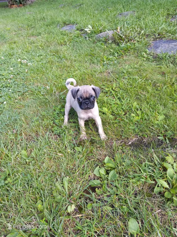 Baxter – Pug puppy for sale in Luray, VA