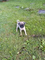 Baxter, a male Pug for sale in Luray, VA – 1 of 9