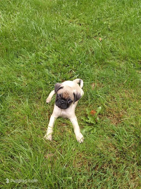 Baxter – Pug puppy for sale in Luray, VA
