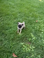 Baxter, a male Pug for sale in Luray, VA – 2 of 9