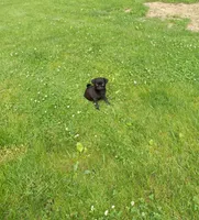 Sunshine, a female Pug for sale in Luray, VA – 5 of 7