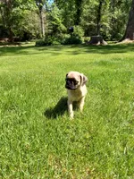 Tinker, a male Pug for sale in Luray, VA – 6 of 7