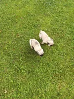 Bo, a male Pug for sale in Luray, VA – 5 of 5