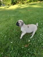 Fancy, a female Pug for sale in Luray, VA – 5 of 6