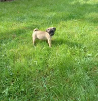Maggie, a female Pug for sale in Luray, VA – 1 of 3