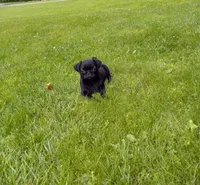 Sunshine, a female Pug for sale in Luray, VA – 3 of 7