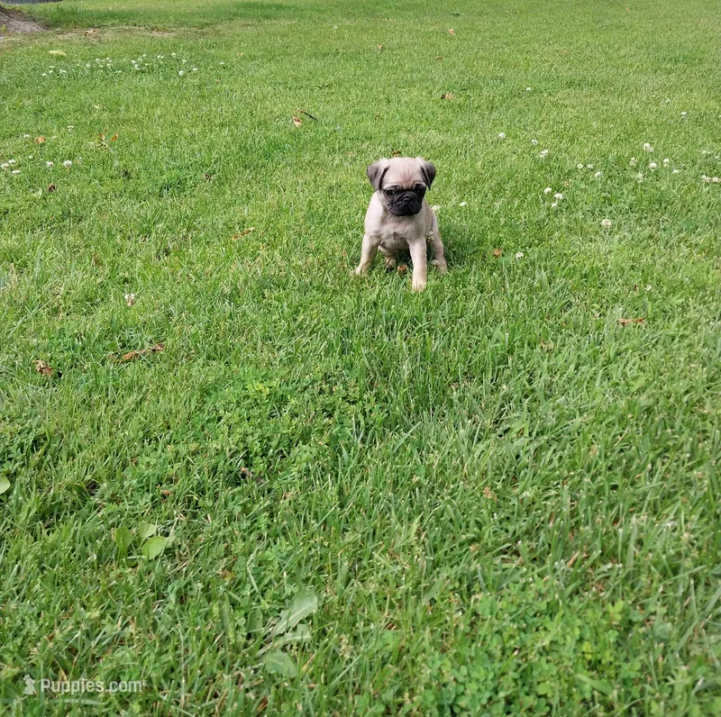 Mia – Pug puppy for sale in Luray, VA