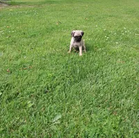 Mia, a female Pug for sale in Luray, VA – 1 of 7
