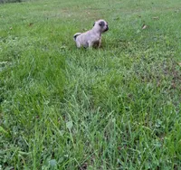 Ranger, a male Pug for sale in Luray, VA – 7 of 7