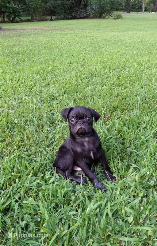 Sarge – Pug puppy for sale in Luray, VA