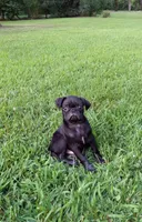 Sarge, a male Pug for sale in Luray, VA – 1 of 5
