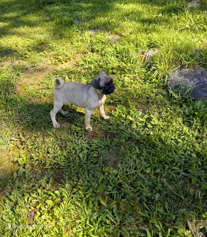 Baxter – Pug puppy for sale in Luray, VA