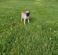 Fancy, a female Pug for sale in Luray, VA – 2 of 6