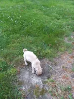 Fancy, a female Pug for sale in Luray, VA – 4 of 6