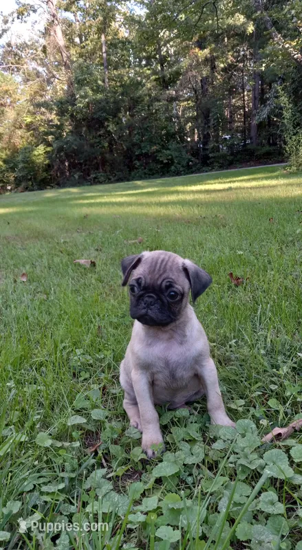 Sugar – Pug puppy for sale in Luray, VA