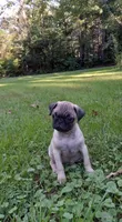 Sugar, a female Pug for sale in Luray, VA – 1 of 5