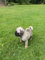 Bo, a male Pug for sale in Luray, VA – 3 of 5
