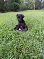 Sarge, a male Pug for sale in Luray, VA – 4 of 5
