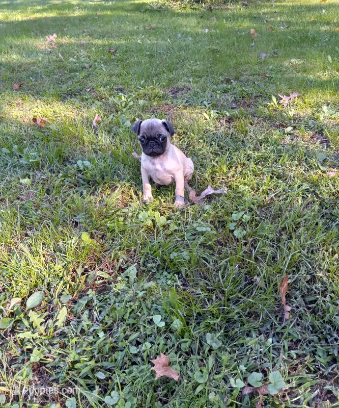Ranger – Pug puppy for sale in Luray, VA