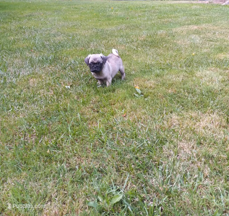 Bo – Pug puppy for sale in Luray, VA