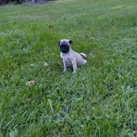 Ranger, a male Pug for sale in Luray, VA – 2 of 7