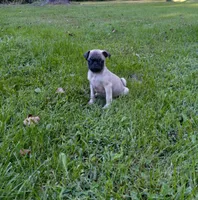 Ranger, a male Pug for sale in Luray, VA – 5 of 7