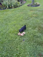 Sarge, a male Pug for sale in Luray, VA – 5 of 5