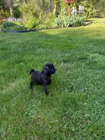 Penelope, a female Pug for sale in Luray, VA – Photo 6 of 6