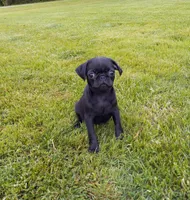 Penelope, a female Pug for sale in Luray, VA – Photo 1 of 6