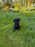 Penelope, a female Pug for sale in Luray, VA – Photo 2 of 6