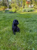 Penelope, a female Pug for sale in Luray, VA – Photo 5 of 6