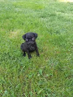 Penelope, a female Pug for sale in Luray, VA – Photo 3 of 6