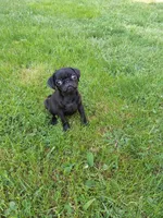 Penelope, a female Pug for sale in Luray, VA – Photo 4 of 6