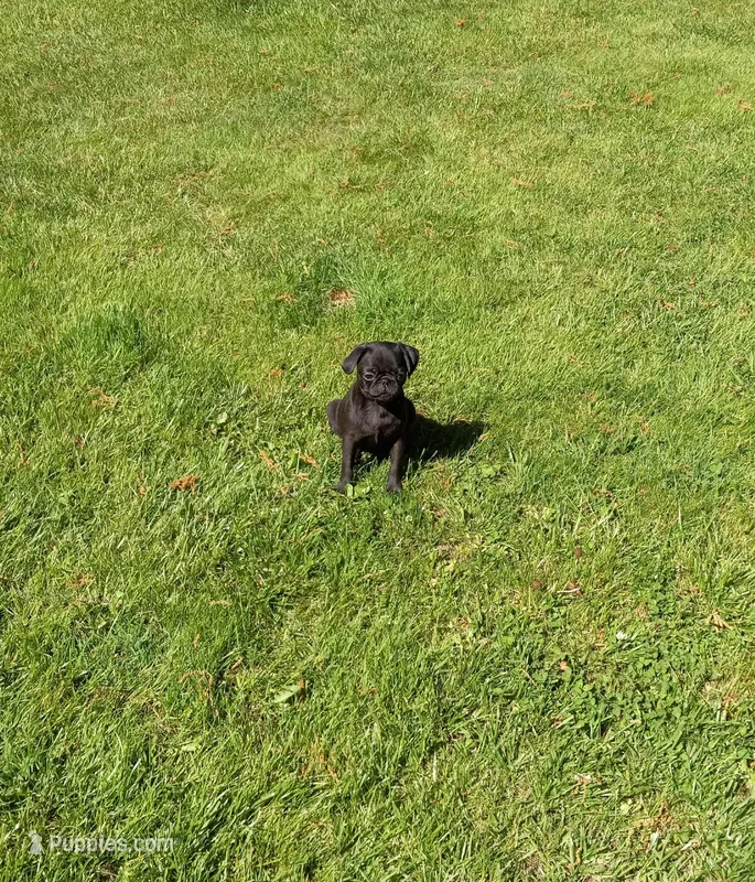 Penelope – Pug puppy for sale in Luray, VA
