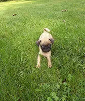 Rusty, a male Pug for sale in Luray, VA – 2 of 3