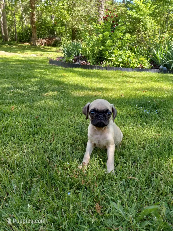 Tinker – Pug puppy for sale in Luray, VA