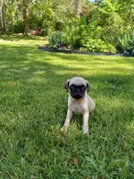 Tinker, a male Pug for sale in Luray, VA – 1 of 7