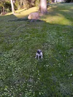 Sugar, a female Pug for sale in Luray, VA – 3 of 5