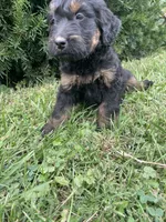 Sandy, a female Bernedoodle for sale in Nokomis, IL – 3 of 4