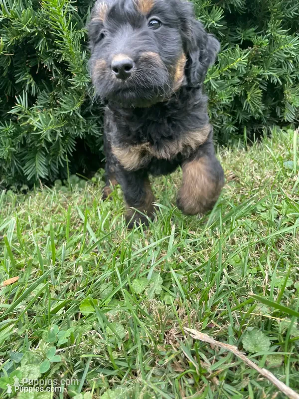 Sandy – Bernedoodle puppy for sale in Nokomis, IL