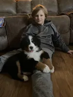 Daisy, a female Bernese Mountain Dog for sale in Nokomis, IL – Photo 3 of 3