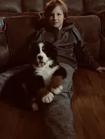 Daisy, a female Bernese Mountain Dog for sale in Nokomis, IL – Photo 2 of 3