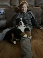 Daisy, a female Bernese Mountain Dog for sale in Nokomis, IL – Photo 1 of 3