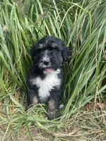 Max , a male Bernedoodle for sale in Nokomis, IL – 3 of 3